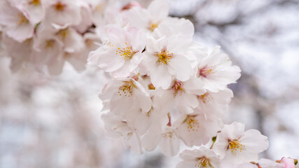 Naklejka premium 桜（ソメイヨシノ）