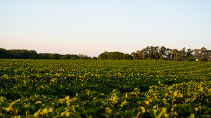 Vinhedo - horizonte de videiras - uvas