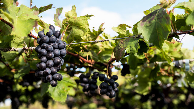 Uvas e parreiras - sert&atilde;o