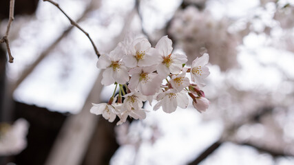 桜（ソメイヨシノ）