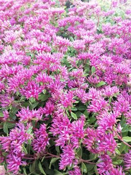 Pink Blooming Sedum Spurium Roseum. Floral Wallpaper	