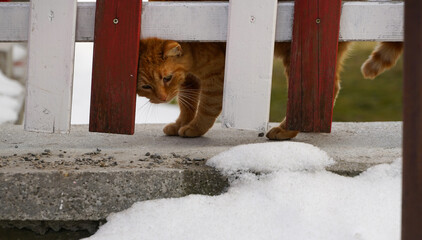 the orange cat. detail. photography during the day.