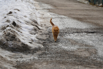 the orange cat. detail. photography during the day.