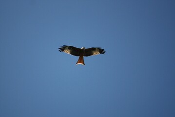 Red kite in flight against a blue sky
