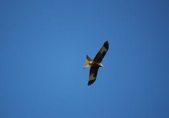 Red kite in flight against a blue sky