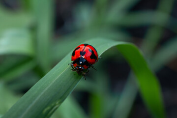 red ladybug with black dots on green grass