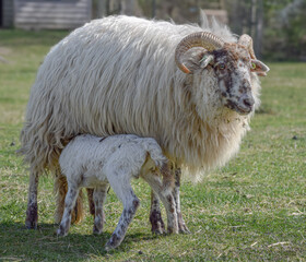 Obraz premium Newborn lamb on a sunny day in spring