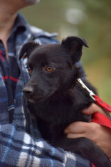 black dog pooch at animal shelter