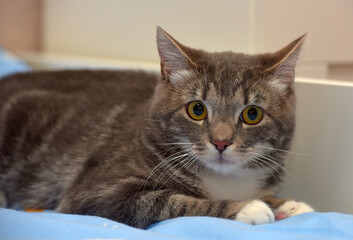 European shorthair cat with a frightened look