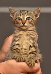 little brown tabby kitten in hands