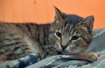 brown tabby cat lies in the shelter