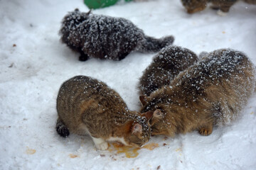 stray cats eat in the snow in winter in frost