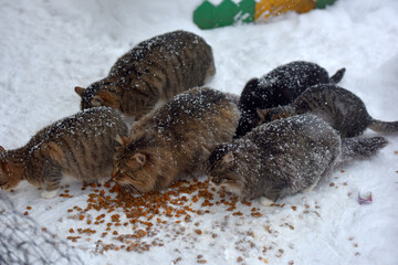 stray cats eat in the snow in winter in frost