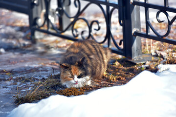 hungry stray tricolor cat outside