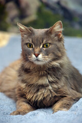 Beautiful gray fluffy cat with yellow eyes