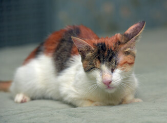 blind tricolor cat at animal shelter