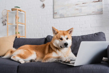 akita inu dog lying on sofa near laptop in modern living room.