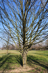 Obraz premium Struttura di tronco e rami di albero betulla