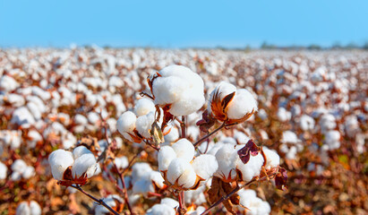 Cotton fields ready for harvesting amazing lake in the background - obrazy, fototapety, plakaty