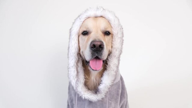 A dog in a gray hooded sweatshirt. A golden retriever in cozy, cute pajamas sits against a white background.