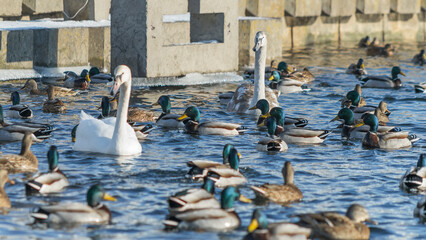 Fototapeta premium Swan and ducks on frozen river. Flock of wild ducks and swans swims in the pond. Wintering of wild birds in the city.