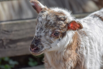 Naklejka premium Newborn lamb on a sunny day in spring