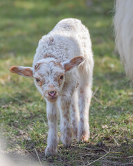 Fototapeta premium Newborn lamb on a sunny day in spring