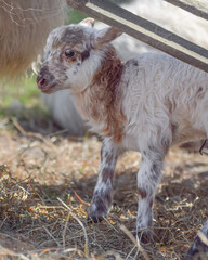 Newborn lamb on a sunny day in spring
