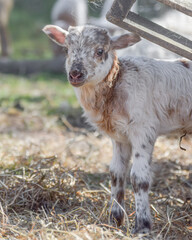 Obraz premium Newborn lamb on a sunny day in spring