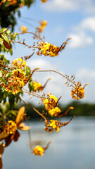 yellow flowers on a branch