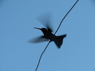 El vuelo © GABRIELA