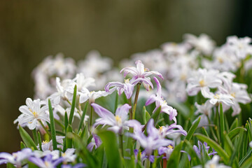 Spring flowers in bloom