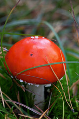 Amanita muscaria mushroom in grass