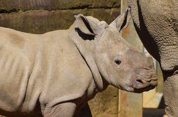 A young baby white rhinoceros bred in captivity with its mother in the background