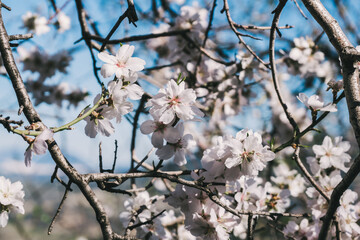 Beautiful blossom almond tree flowers