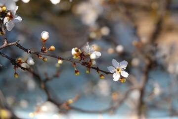 Spring blossoms on the tree. Selective focus.