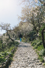 Man walking along a stone path surrounded by almond trees in blossom