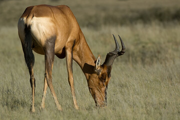  Red Hartebeest