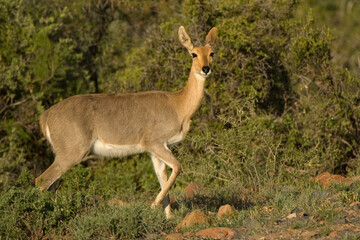  Mountain reedbuck