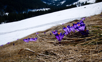 Wiosną w górach tam gdzie już nie ma śniegu pojawiają się Szafran, krokus (Crocus L.)
 - obrazy, fototapety, plakaty