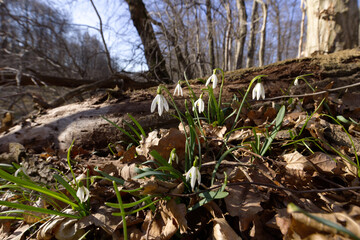 Śnieżyczka przebiśnieg (Galanthus nivalis L.) zakwita wczesną wiosną w poszyciu lasu