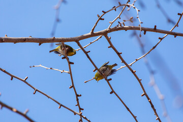 Japanese White-eye at Shibuya, Tokyo, Japan