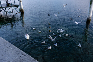 Lucerne, the gateway to central Switzerland, sited on Lake Lucerne, is embedded within an...