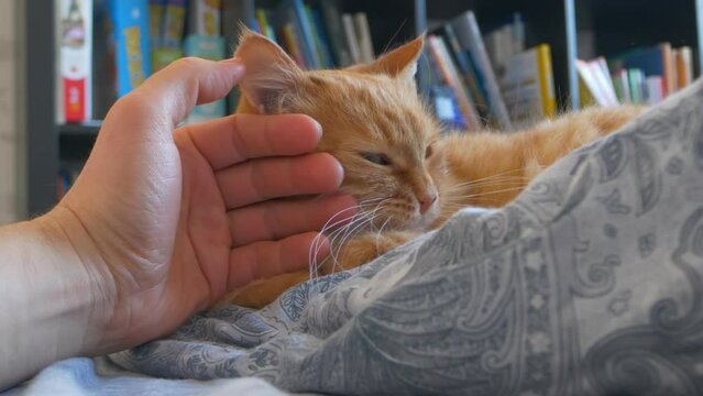 Man is stroking ginger cat in bed. Fluffy pet comfortably relaxes on patterned bed linen.