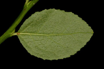 Bilberry (Vaccinium myrtillus). Leaf Closeup