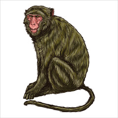 Vector antique engraving drawing illustration of monkey isolated on white background © Mehide