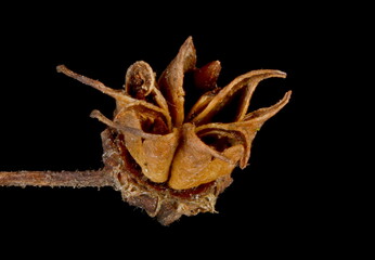 Fototapeta premium Japanese Spiraea (Spiraea japonica). Fruit Closeup