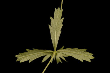 Tormentil (Potentilla erecta). Leaf Closeup
