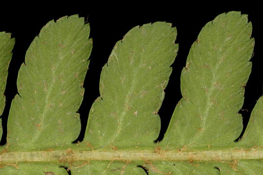 Male Fern (Dryopteris filix-mas). Pinnules Closeup