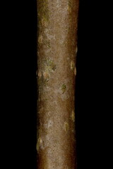 Pear (Pyrus communis). Wintering Twig Detail Closeup